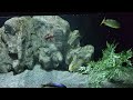 AFRICAN CICHLIDS THROWING WATER 5 FEET OUT OF THE AQUARIUM