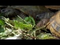 Turtles, Tortoises, Russian Tortoises