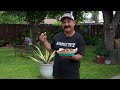 How to Make PICADILLO con PAPAS (Mexican Ground Beef Recipe made Texas Style)