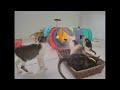 🐱 Funniest Dogs and Cats 😆🐶 New Funny Catss 2024 😂