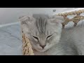 New Funny Animals 2024 😜 Funniest Dogs and Cats 🐈🐕