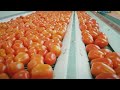 73 Satisfying Videos ►Modern Technological Food Processors Operate At Crazy Speeds Level 49