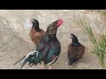 Great Fighter Rooster and Hens