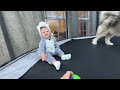 Giant Husky Reacts To Adorable Baby In Disguise! (They're So Cute!!)