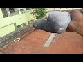 karnam pigeon tape releasing/kunji pura🕊