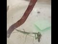 Hitchhiker praying mantis graduating to small dubia roaches