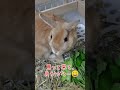 #うさぎ#rabbit