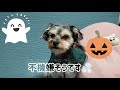 ミックス犬と一緒にHappy Halloween🎃👻🎵