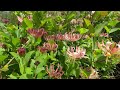 [Honeysuckle] also know as Lonicera Tubular flowers Rich with Clove Scent 5K HD Cinematic June 2024