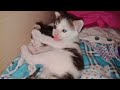 Adorable baby kitten love cleaning their fur,it is so cute