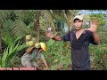 Vua Dừa Miền Tây// Cây dừa dâu quầy sắp lớp lên ngọn rất khó dừa khô & nạo vua dừa tuông hết