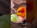 Sun Conure | Why They So Popular?