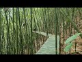 Building tents on bamboo tops, bamboo houses in the forest and cooking - Tropical forest