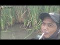 FEED DOWN IMMEDIATELY STRIKE..!!!  FISHING TILAPIA BABON IN WILD FISHING SPOT