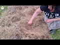Planting PUMPKIN in GRASS