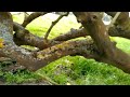 Denmark Western Australia Tree in Paddock with rubble