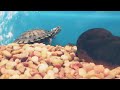 made a turtle friend