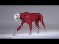 How Do VFX Artists Make CG Animals?