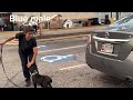 CANE CORSO puppies FIRST TIME in public place! #canecorso #dogtraining #dog