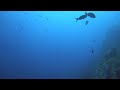 Hammerhead Sharks, Cocos Island, Costa Rica