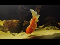 Rose Tail Sakura Oranda