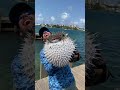 Biggest Pufferfish I've Ever Seen!