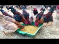Raising Chickens to Harvest Eggs - Daily work on a 1000 chicken farm