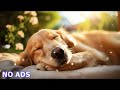 12 HOURS of Dog Calming Music🐶💖Anti Separation Anxiety Relief Music🦮🎵 Music For Dogs🎵Healing Music