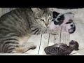 Cute mother cat doesn't sleep at night to watch over her sleeping kittens