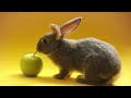 Cute Bunny Video with Relaxing Piano Music | Soothing Music for Stress Relief 4K Videos
