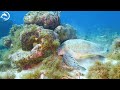 The Colors Of The Ocean 4K (ULTRA HD) 🐋- Coral Reefs and Colorful Sea Life - Relaxing Music