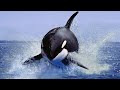 Unknown Orca Facts That Will Blow Your Mind!!!