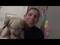 recovery vlog puppy hair cut and struggles