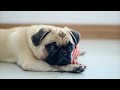 Uncovering the History, Traits, and Temperament of Pugs