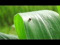 Amazing Sweet Corn Cultivation Technology - How to grow sweet corn from seed to harvest