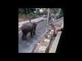 فيل يهاجم قريه في الهند