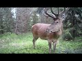 Jar pri turistickom chodníku - medvede, vlci, jelene 🐻🐺🦌 Fotopasca / Trail camera Slovakia
