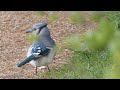 Blue Jay Feeding in Southern Ontario: Canadian Songbirds