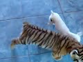 Tigre jugando con un perro!!!!!