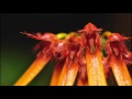 Bulbophyllum hirundis timelapse