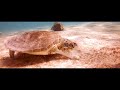 Neil Richter - Bonaire (Official Music Video)
