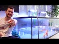 THE GOLDFISH MEGA TANK IS CHANGING | The algae carpet is GONE!