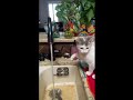 Basil's Trained kittens...kitten
