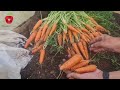 You'll never have a tiny carrot again - do it now!