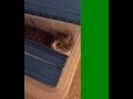 Kitten surprise in filing box