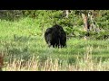 TWO Bears on the side of the road in Yellowstone National Park!