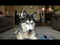 CRAZY Husky Tries To Take Everything Off Me!