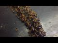 Pharaoh ants demolishing centipede