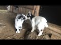 WE LOVE BABY GOATS TOO!