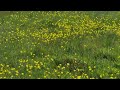 #wildflowers #buttercup